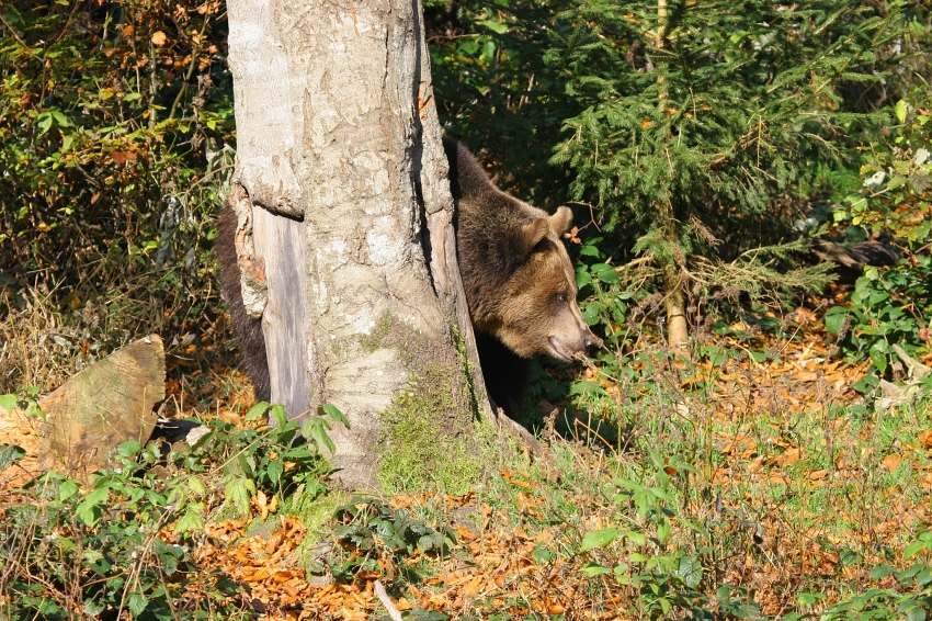 1 Bezgova gorica 1 vasja.marinc